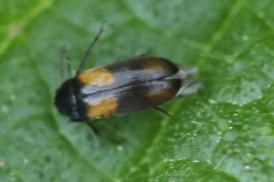<i>Anaspis fasciata</i>