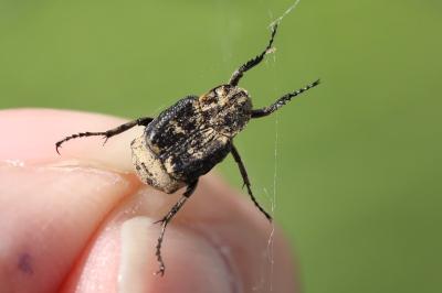 <i>Valgus hemipterus</i>