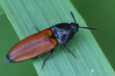 <i>Ampedus</i>
