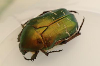 <i>Cetonia aurata</i>