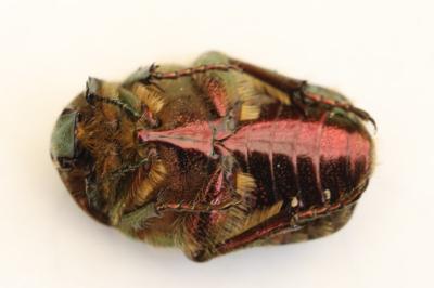 <i>Cetonia aurata</i>
