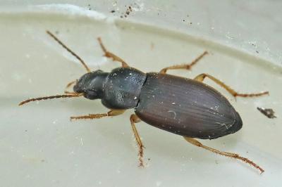 <i>Parophonus maculicornis</i>