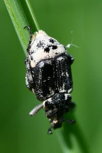 <i>Valgus hemipterus</i>