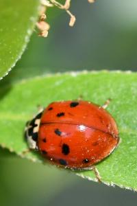 <i>Harmonia axyridis</i>
