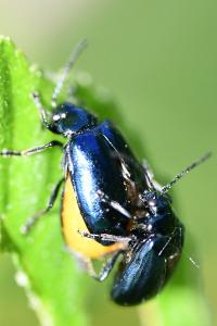 <i>Agelastica alni</i>