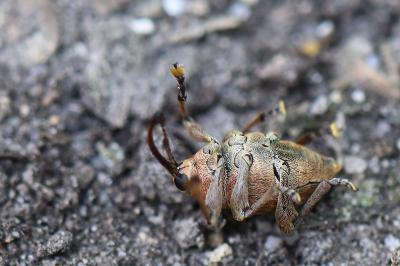 <i>Curculio glandium</i>