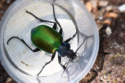 <i>Calosoma sycophanta</i>