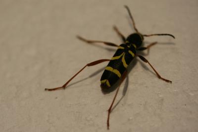 <i>Clytus arietis</i>