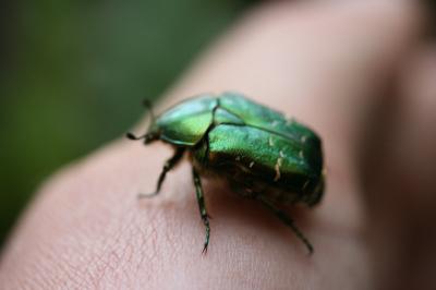 <i>Cetonia aurata</i>