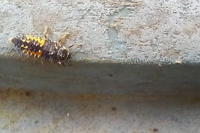 <i>Harmonia axyridis</i>