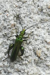 <i>Oedemera nobilis</i>