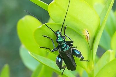 <i>Oedemera nobilis</i>
