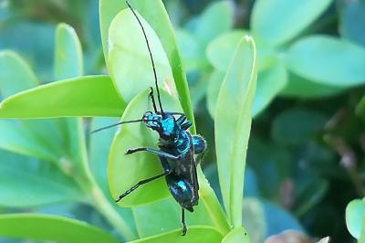 <i>Oedemera nobilis</i>
