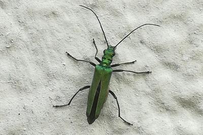 <i>Oedemera nobilis</i>