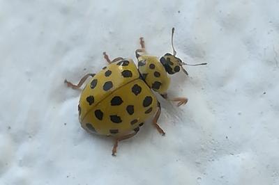 <i>Psyllobora vigintiduopunctata</i>