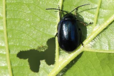 <i>Agelastica alni</i>