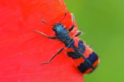 <i>Trichodes alvearius</i>