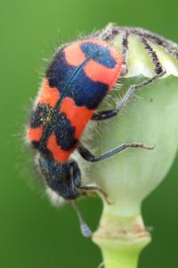 <i>Trichodes alvearius</i>