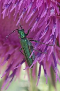 <i>Oedemera nobilis</i>