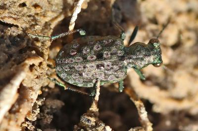 <i>Elaphrus riparius</i>