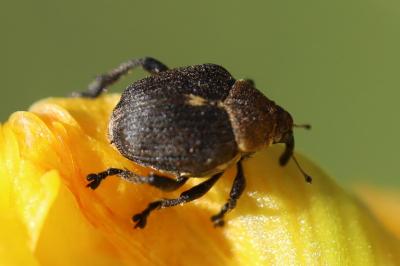 Mononychus punctumalbum