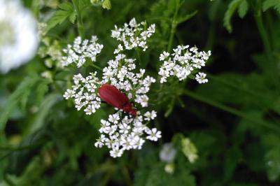 <i>Pyrochroa serraticornis</i>
