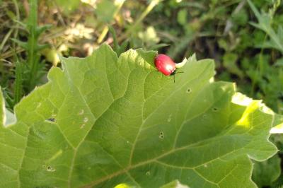 <i>Chrysomela populi</i>