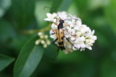 <i>Rutpela maculata</i>