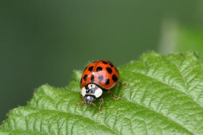 <i>Harmonia axyridis</i>