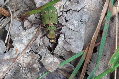 <i>Cicindela campestris</i>