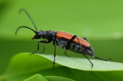 Anastrangalia dubia