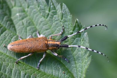 <i>Agapanthia villosoviridescens</i>