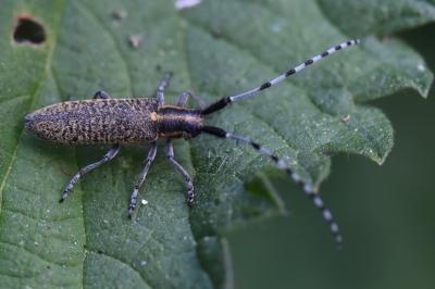 <i>Agapanthia villosoviridescens</i>