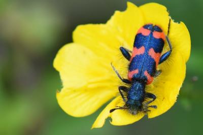 Trichodes alvearius