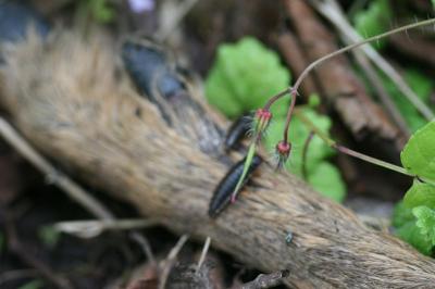 <i>Necrodes littoralis</i>