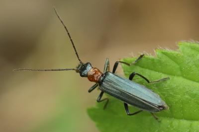 Oedemera croceicollis
