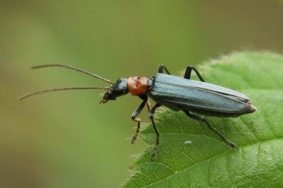 Oedemera croceicollis
