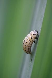 <i>Chrysomela</i>