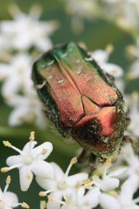 <i>Cetonia aurata</i>