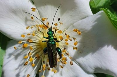 <i>Oedemera nobilis</i>