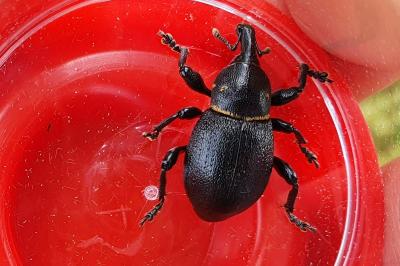 <i>Liparus coronatus</i>