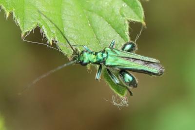 <i>Oedemera nobilis</i>