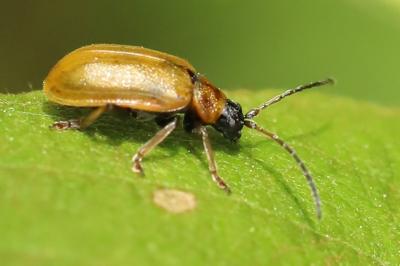 Lochmaea capreae