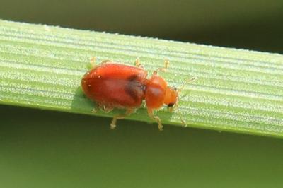 <i>Coccidula rufa</i>