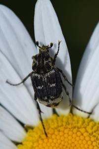 <i>Valgus hemipterus</i>