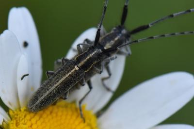 <i>Agapanthia cardui</i>