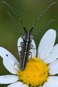 <i>Agapanthia cardui</i>