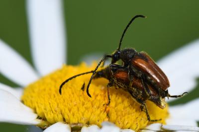 <i>Pseudovadonia livida</i>