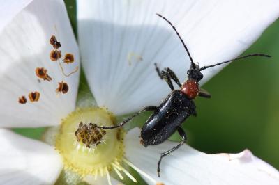 <i>Dinoptera collaris</i>