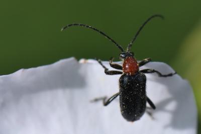 Dinoptera collaris